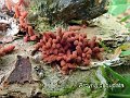 Arcyria denudata-amf39